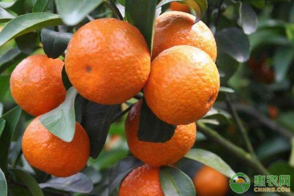 砂糖橘子樹怎么修剪？-圖片版權歸惠農(nóng)網(wǎng)所有