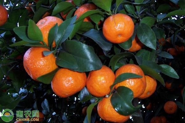 砂糖橘子樹怎么修剪？-圖片版權歸惠農(nóng)網(wǎng)所有