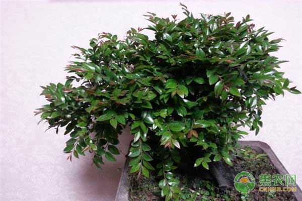 小葉紫檀盆景怎么養(yǎng)？-圖片版權(quán)歸惠農(nóng)網(wǎng)所有