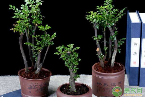 小葉紫檀盆景怎么養(yǎng)？-圖片版權(quán)歸惠農(nóng)網(wǎng)所有