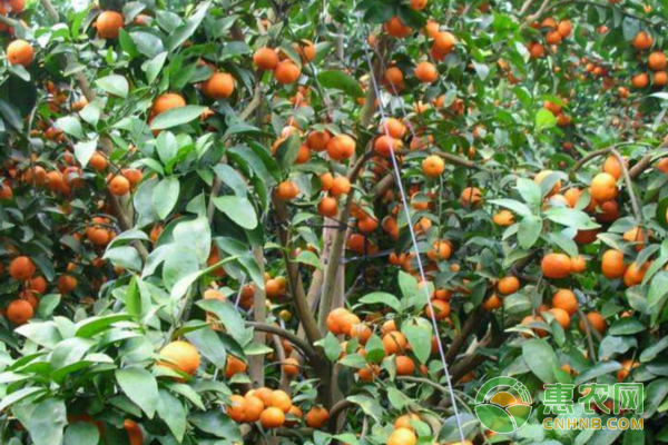 砂糖橘夏天怎么剪梢？-圖片版權(quán)歸惠農(nóng)網(wǎng)所有