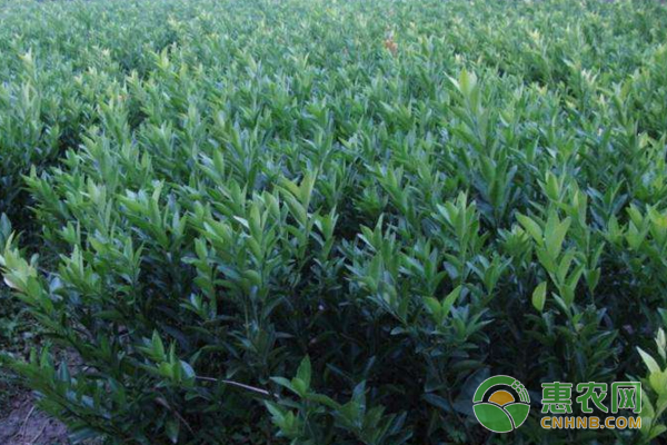 砂糖橘夏天怎么剪梢？-圖片版權(quán)歸惠農(nóng)網(wǎng)所有