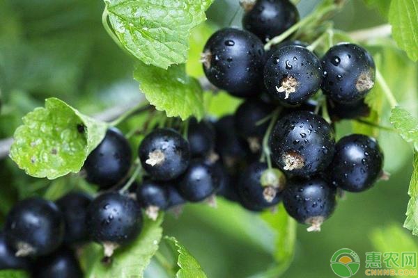 黑加仑是什么水果？和葡萄的区别在哪？