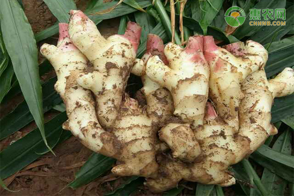 姜的種植和管理-圖片版權歸惠農(nóng)網(wǎng)所有