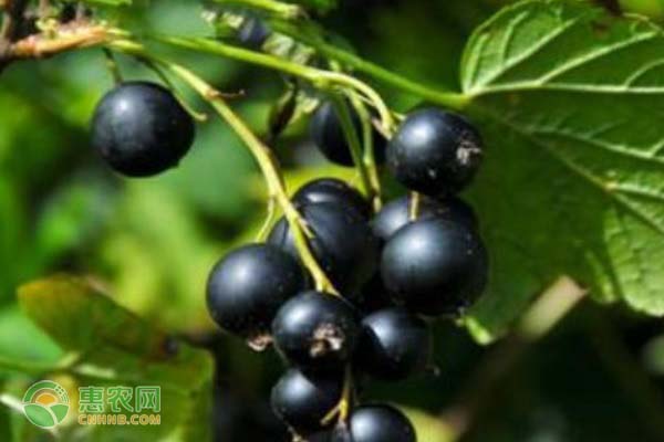 黑加仑是什么水果？和葡萄的区别在哪？