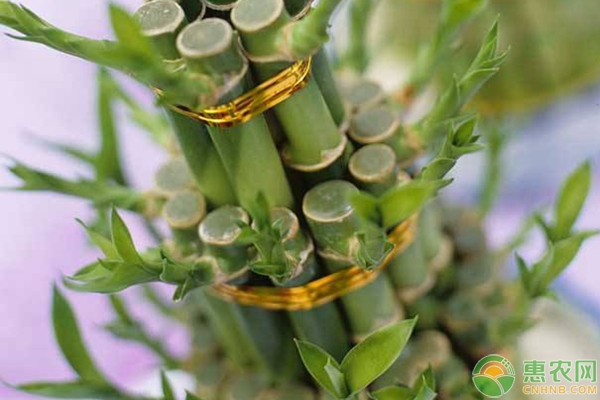 水培富貴竹多久換一次水？-圖片版權(quán)歸惠農(nóng)網(wǎng)所有