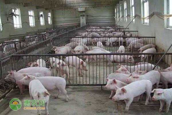 2020年8月全国生猪价格最新行情预测