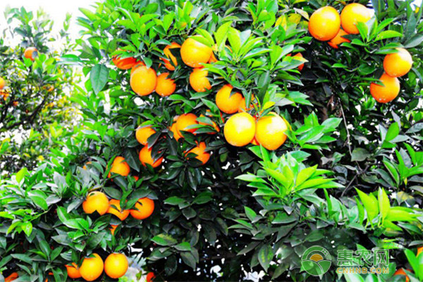 今日橙子价格最新行情如何？影响橙子价格的因素有哪些？