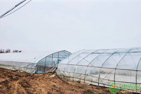 阴雨天气大棚蔬菜常见表现及应对措施-图片版权归惠农网所有