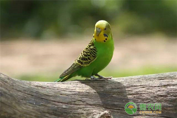 虎皮鸚鵡怎么養(yǎng)？要注意什么？-圖片版權(quán)歸惠農(nóng)網(wǎng)所有