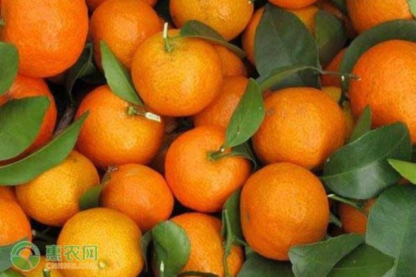 8月砂糖橘種植管理要點(diǎn)-圖片版權(quán)歸惠農(nóng)網(wǎng)所有