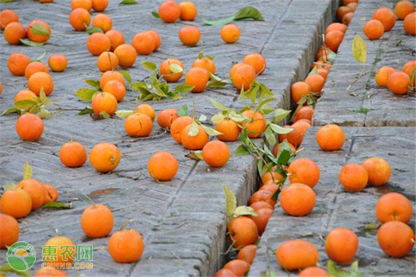 橙子适宜什么地方种植？都有哪些常见品种？