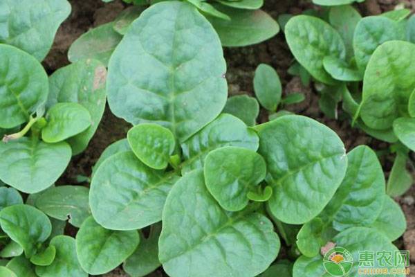 木耳菜怎么種植？要注意什么？-圖片版權(quán)歸惠農(nóng)網(wǎng)所有