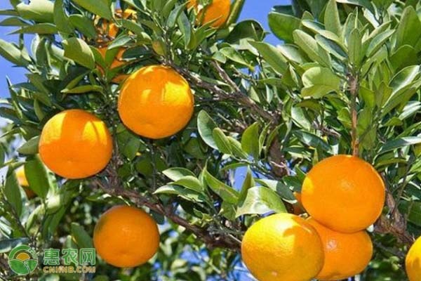 柑橘種植的注意事項(xiàng)-圖片版權(quán)歸惠農(nóng)網(wǎng)所有