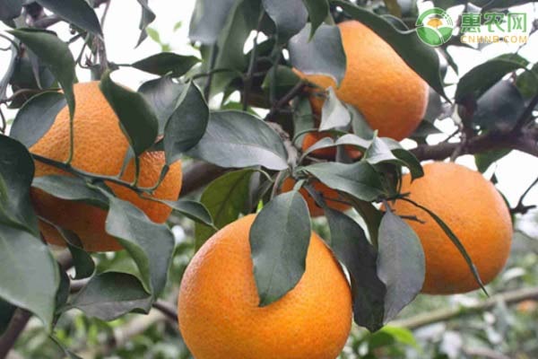 柑橘種植的注意事項(xiàng)-圖片版權(quán)歸惠農(nóng)網(wǎng)所有