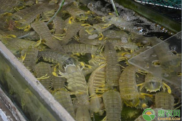 高溫天氣下水產(chǎn)養(yǎng)殖技術(shù)要點(diǎn)-圖片版權(quán)歸惠農(nóng)網(wǎng)所有