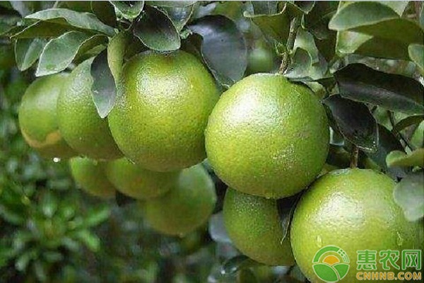 橙子樹的種植氣候條件-圖片版權(quán)歸惠農(nóng)網(wǎng)所有
