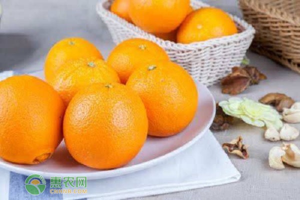 橙子的籽可以吃吗？