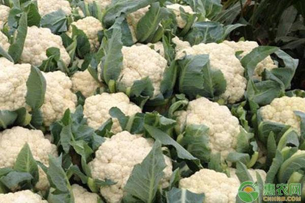 松花菜種植方法和管理要點(diǎn)-圖片版權(quán)歸惠農(nóng)網(wǎng)所有