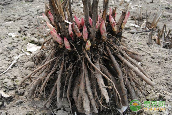 芍藥根塊帶芽種植方法是怎樣的？-圖片版權(quán)歸惠農(nóng)網(wǎng)所有