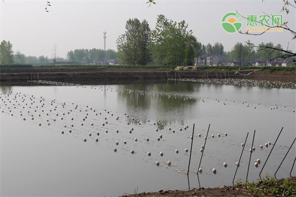 干旱期間水產(chǎn)養(yǎng)殖管理要點(diǎn)-圖片版權(quán)歸惠農(nóng)網(wǎng)所有