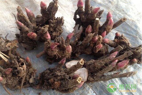 芍藥根塊帶芽種植方法是怎樣的？-圖片版權(quán)歸惠農(nóng)網(wǎng)所有