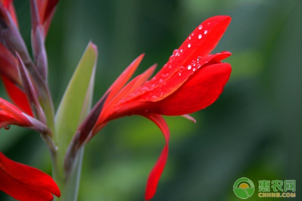 美人蕉的花語是什么？美人蕉要如何盆栽種植？-圖片版權(quán)歸惠農(nóng)網(wǎng)所有