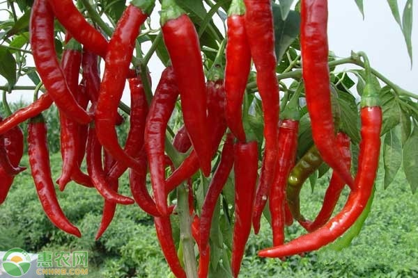 夏季辣椒種植管理要點-圖片版權(quán)歸惠農(nóng)網(wǎng)所有