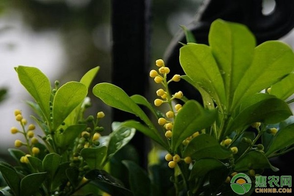 米蘭花的養(yǎng)殖方法和注意事項(xiàng)-圖片版權(quán)歸惠農(nóng)網(wǎng)所有