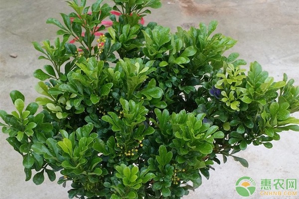 米蘭花的養(yǎng)殖方法和注意事項(xiàng)-圖片版權(quán)歸惠農(nóng)網(wǎng)所有