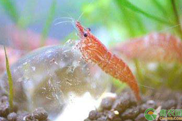 櫻花蝦吃什么？飼養(yǎng)要注意什么？-圖片版權(quán)歸惠農(nóng)網(wǎng)所有