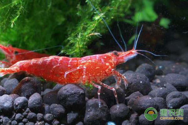極火蝦抱卵多久生小蝦？有哪些注意事項(xiàng)？-圖片版權(quán)歸惠農(nóng)網(wǎng)所有