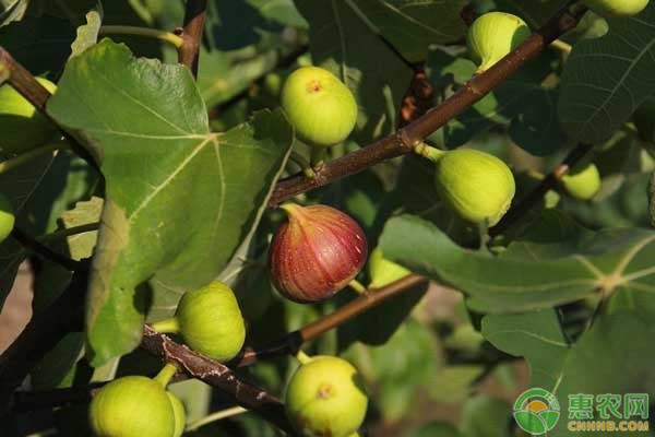 無花果樹的栽培與管理-圖片版權(quán)歸惠農(nóng)網(wǎng)所有
