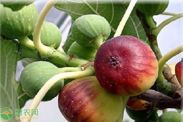 無花果樹的栽培與管理-圖片版權(quán)歸惠農(nóng)網(wǎng)所有