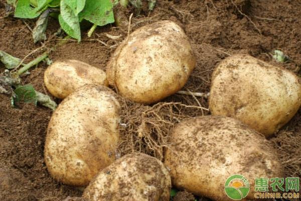 土豆最佳的種植方法-圖片版權(quán)歸惠農(nóng)網(wǎng)所有