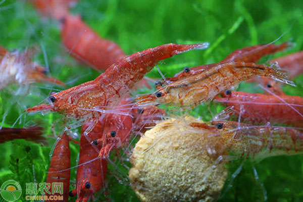 櫻花蝦吃什么？飼養(yǎng)要注意什么？-圖片版權(quán)歸惠農(nóng)網(wǎng)所有