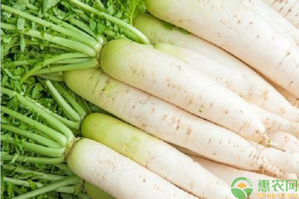 萝卜什么时候种植最好？管理要点有哪些？-图片版权归惠农网所有