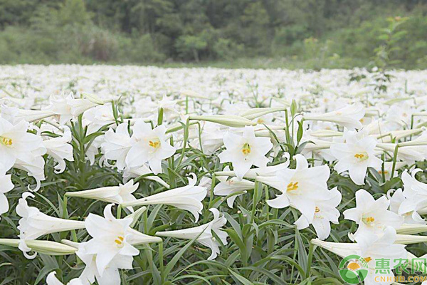 香水百合花語是什么？如何養(yǎng)殖開花多？-圖片版權歸惠農(nóng)網(wǎng)所有