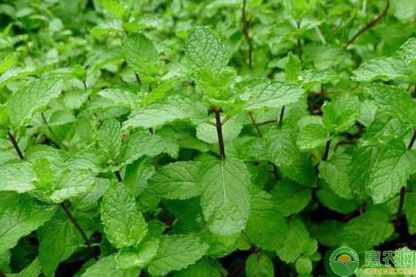 魚香草種植方法-圖片版權(quán)歸惠農(nóng)網(wǎng)所有