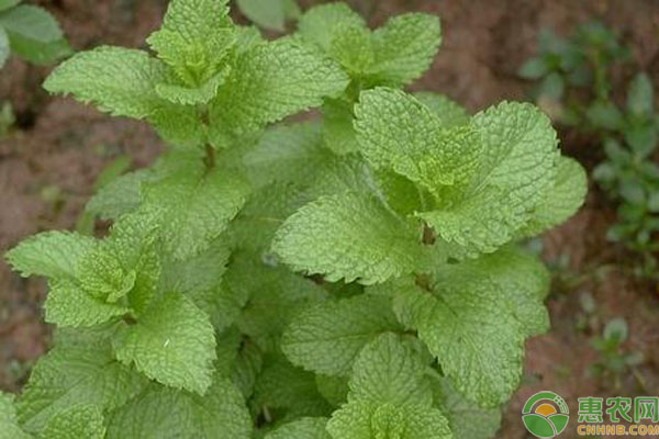 魚香草種植方法-圖片版權(quán)歸惠農(nóng)網(wǎng)所有