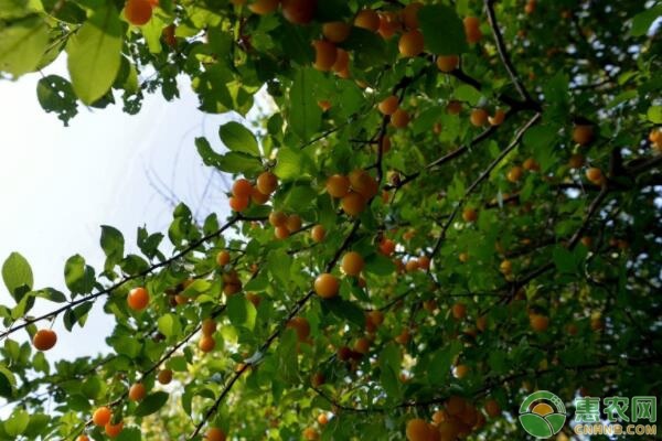 立秋果園管理要點(diǎn)-圖片版權(quán)歸惠農(nóng)網(wǎng)所有