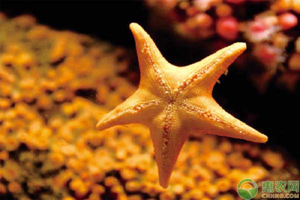 海星吃什么？如何飼養(yǎng)？-圖片版權(quán)歸惠農(nóng)網(wǎng)所有