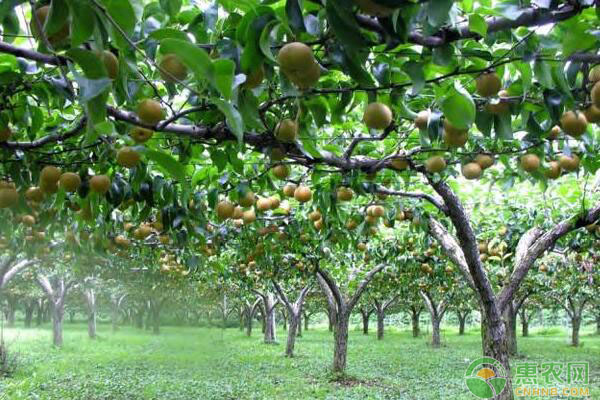 果樹什么時候剪枝最好？-圖片版權(quán)歸惠農(nóng)網(wǎng)所有