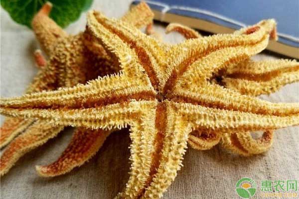 海星吃什么？如何飼養(yǎng)？-圖片版權(quán)歸惠農(nóng)網(wǎng)所有