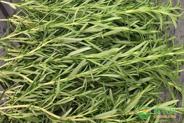 迷迭香的種植方法及注意事項(xiàng)-圖片版權(quán)歸惠農(nóng)網(wǎng)所有