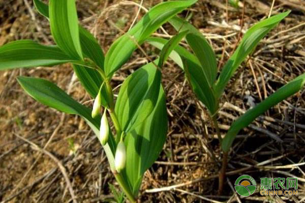 種植課堂：黃精怎么種植？-圖片版權(quán)歸惠農(nóng)網(wǎng)所有