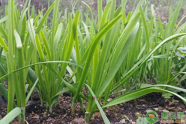 韭菜種植時間及方法-圖片版權(quán)歸惠農(nóng)網(wǎng)所有