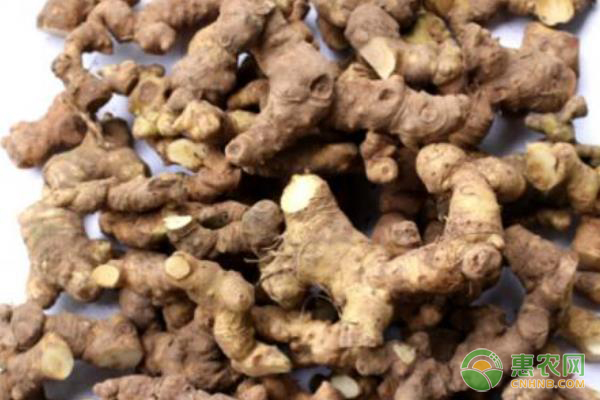種植課堂：黃精怎么種植？-圖片版權(quán)歸惠農(nóng)網(wǎng)所有