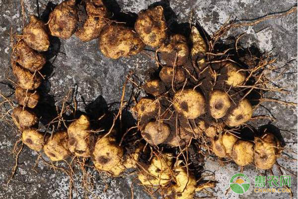 種植課堂：黃精怎么種植？-圖片版權(quán)歸惠農(nóng)網(wǎng)所有
