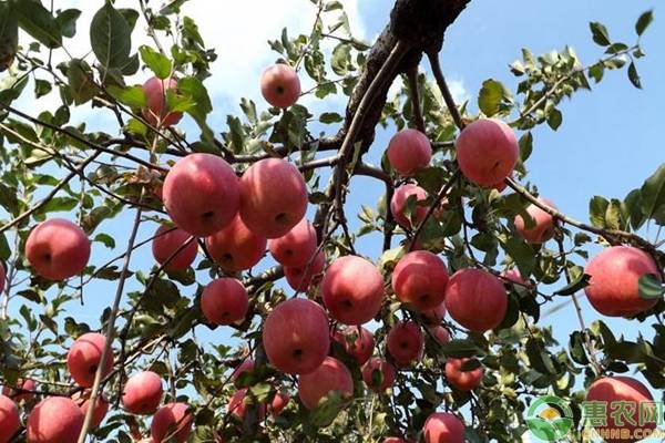 果樹什么時候剪枝最好？-圖片版權(quán)歸惠農(nóng)網(wǎng)所有